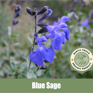 Blue Sage, scientifically known as Salvia azurea, is a stunning perennial herb native to the central and eastern regions of North America.